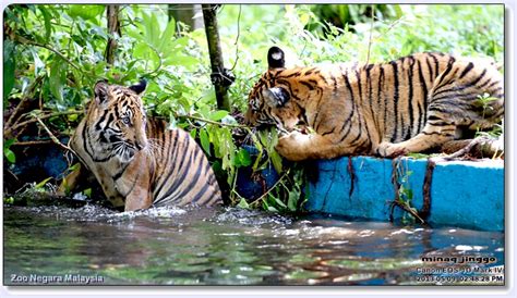 العنوان zoo negara, hulu kelang, 68000 ampang, selangor darul ehsan. Blog Orandableg: Anak Harimau Malaya di Zoo Negara