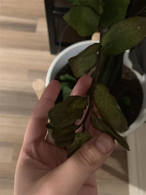 How can you diagnose a dying plant's problem in time to cure it? Houseplants forum: HELP! ZZ Plant dying! (Zamioculcas ...