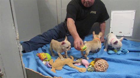 We provide quality french bulldog puppies for washington, oregon and california. Available Sunny and Franky French Bulldog Puppies ~ Oregon French Bulldog Breeders - YouTube