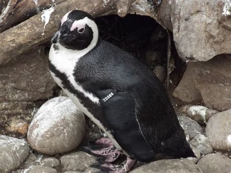 Adopt a penguin as featured on bbc tv, animal planet and mare tv (germany). Penguin sitting by nest Bristol Zoo | Bristol zoo ...