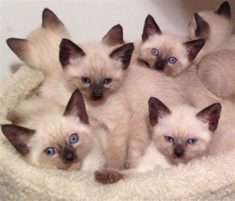 Check our guide and find siamese kittens for sale! Siamese Kittens For Sale for Sale in Bloomingdale, New ...