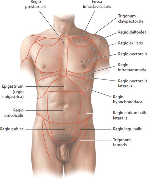 Divided into 9 regions by two vertical and two horizontal imaginary planes. Topographical Anatomy | Basicmedical Key