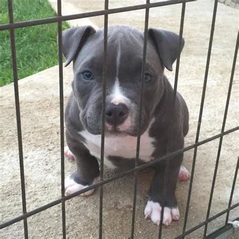 We breed and sell pit bull puppies designed for families, protection work, service work, and much more. Are you looking for cheap pitbull puppies for sale if so ...