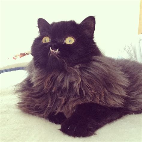 An underbite is when you close your mouth and your lower front teeth are in front of your upper an underbite can make it hard to chew properly and speak clearly, and it might cause your teeth to wear. Princess Monster Truck, A Persian Cat With a Fierce Underbite