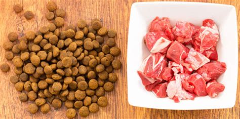 Finden sie jobs bei all american pet proteins. High Protein Diets Can Be A Dog's Best Friend | All ...