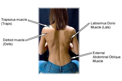 The back is found posteriorly and includes the vertebral column, the muscles that support the back and the spinal cord. Gym Machine Workouts For Women | Back Exercises for Women | Back workout women, Back exercises ...