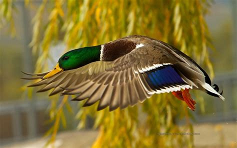 Here is a collection of amazing birds photography wallpapers hd for your desktop, laptops and mobile. Beautiful Wallpapers for Desktop: Beautiful Birds HD ...