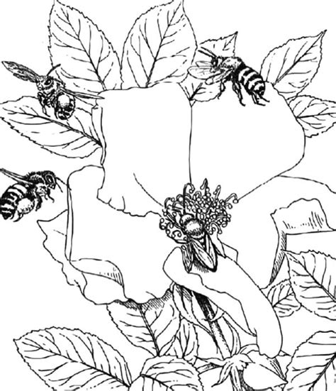 Download and print these honey bee coloring pages for free. Honey Bee Working Together Coloring Pages : Coloring Sky