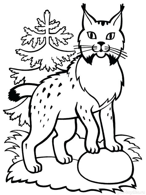 Select from 35970 printable coloring pages of cartoons, animals, nature, bible and many more. Lynx Coloring Page at GetColorings.com | Free printable ...