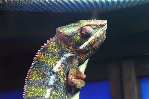 Maybe you would like to learn more about one of these? Ambanja Panther chameleon (Ueno Zoo, Tokyo, Japan) | Flickr