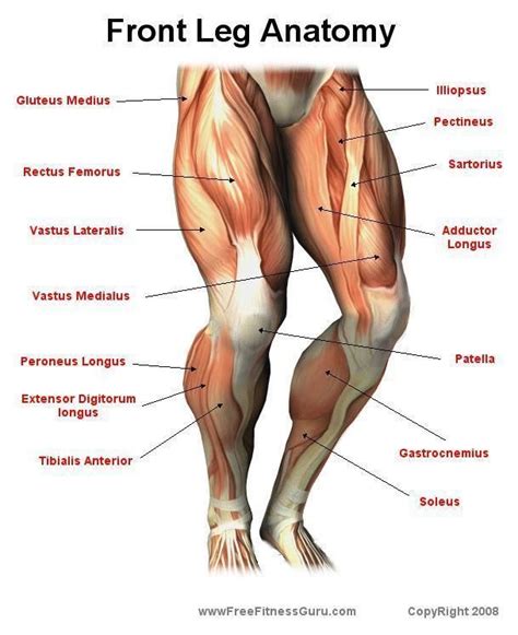 The muscle groups can work independently for specific movements. workout anatomy - Google Search | Leg muscles anatomy, Leg ...