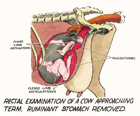 Why do cows and other ruminants need so many stomachs when the rest of the animal kingdom to better understand what the four stomachs in a cow do and why they are necessary, let's take a instead of having four stomachs, camels have three. Cow Stomach Diagram