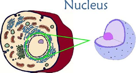 The central and rightmost cell are in interphase, thus their entire nuclei are labeled. Nucleus clipart - Clipground