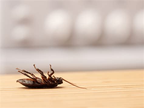 Savior pest control is your dfw pest control company. Insect Extermination | Thousand Oaks, Camarillo & Newbury ...