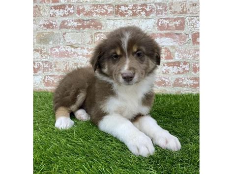 Explore a wide range of aussie puppies available for sale from majestic aussie puppies. Australian Shepherd Puppies - Petland Mall of Georgia