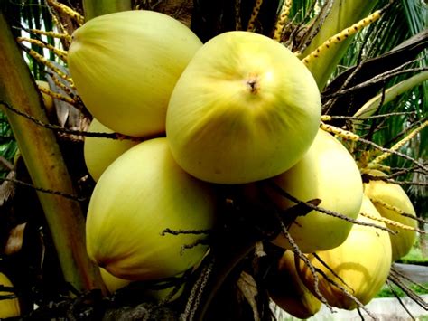 The palm's resistance to the lethal yellowing disease is the characteristic that makes it to be one of the important dwarf types in the world. Cocos nucifera L. Malayan Yellow Dwarf | Alor Setar ...