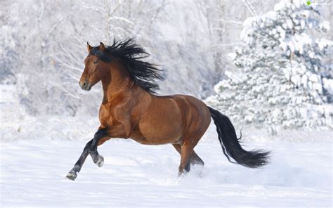 Zdjęcie Galopujący, Koń, Śnieg