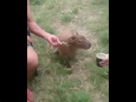 The capybara (hydrochoerus hydrochaeris) is a giant cavy rodent native to south america.it is the largest living rodent. Carpincho tomando MATE ! - YouTube