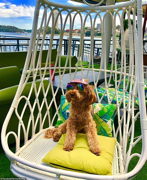 Offences against persons and property. Dogfight erupts over Insta-famous Oscar the cavoodle ...
