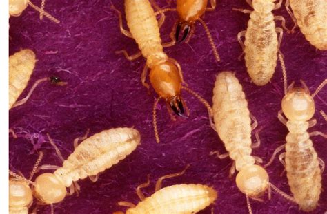 Xylophène, ko termites, renforcer un bois vermoulu. Lutter contre les termites - Eco Rénove, Habitat Durable