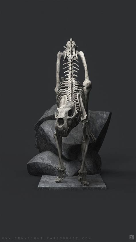 Their not prefect their finished. Big Cat Skeleton Study Labeled by Tony Camehl | Cat ...