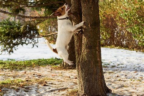 Each ring should measure about 42 inches in circumference. Six Helpful Tips On How To Train A Squirrel Dog - Musket ...