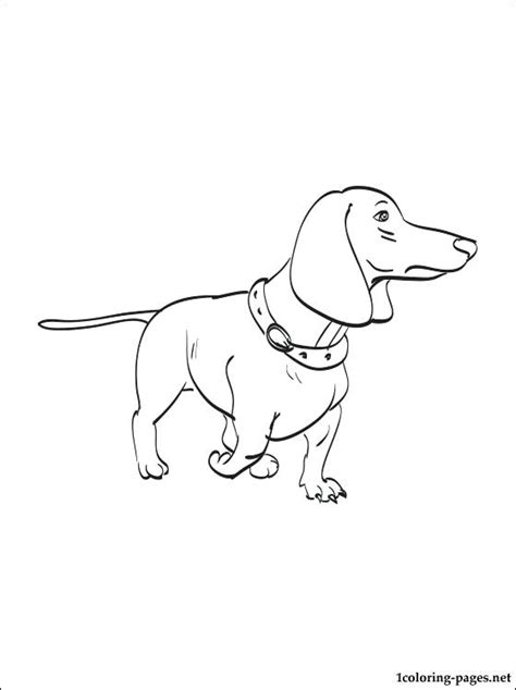 Collection by mary jones • last updated 3 weeks ago. Dachshund Drawing at GetDrawings | Free download