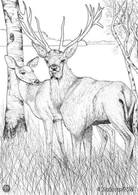 Coloring pages for kids deer coloring pages. Realistic Printable Deer Coloring Pages - Worksheetpedia