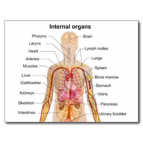 Or use the buttons in the upper left. diagram of the human body - Clip Art Library