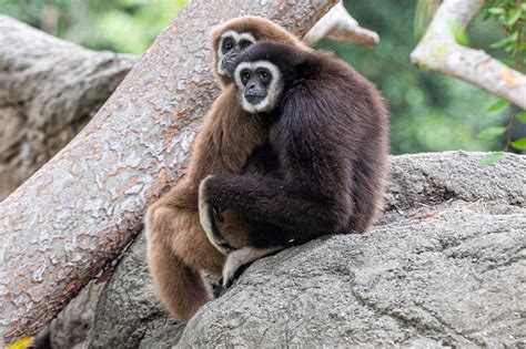 Gibbons are Back in Town- Oakland Zoo Welcomes New Whitehanded Gibbon ...