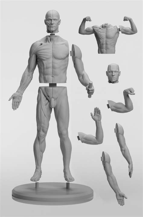 Whether you're interested in anatomy drawing, or learning fundamental drawing skills, udemy has the figure drawing course to help you develop as an artist and expand your creativity. 3dtotal Anatomy: Adaptable male figure