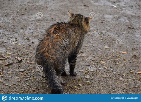 This page is for the sole purpose of posting pictures of your cat being pathetic. Homeless Hungry Dirty Pathetic Gray Cat Stock Image ...