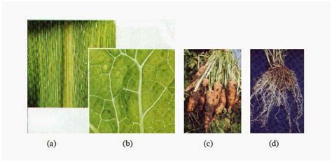 Untuk tulang daun tumbuhan monokotil mempunyai tulang daun yang sejajar atau melengkung, sedangkan. Perhatikan gambar di bawah ini: