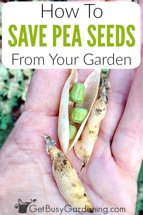 Shop the most popular, innovative watering products this season! How To Save Pea Seeds From Your Garden | Seeds, Growing ...