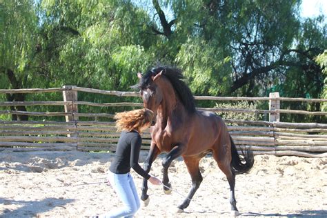 Zeig mir den weg zu den stern. Freiarbeit - dancinghorses