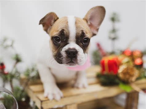 All paws pet center in wichita is a family owned and operated pet shop. French Bulldog-DOG-Female--2564052-Petland Wichita, KS