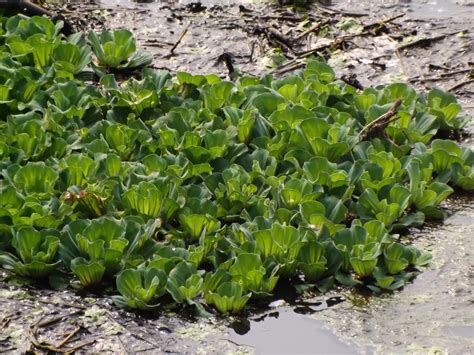 The lime green leaves are. Topapana or Water lettuce, Pistia stratiotes