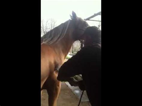 If required a hot branding service can also be. Freeze branding horses - YouTube