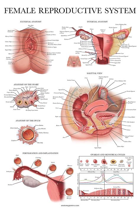 We did not find results for: Laminated Female Reproductive System Anatomical Chart ...