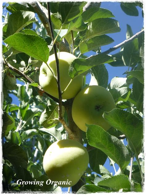 I planted three pear trees about two years ago. Growing Organic : Where Does the Fruit Grow? Identifying ...