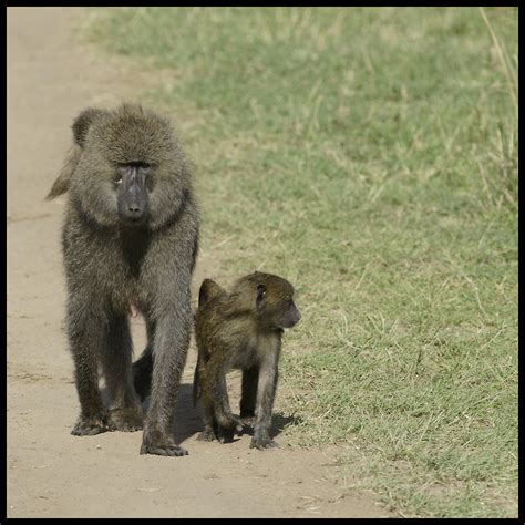 En for example, network analyses in female chacma baboons (papio hamadryas ursinus) revealed important dynamic changes across seasons. Baboons - Roumazeilles.net