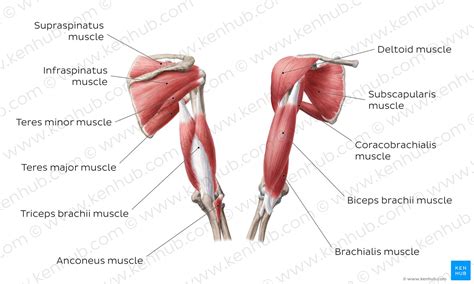 Gastrocnemius (resembles the stomach) and trapezius (resembles a trapezoid or kite shape). Arm muscles: Anatomy, attachments, innervation, function | Kenhub