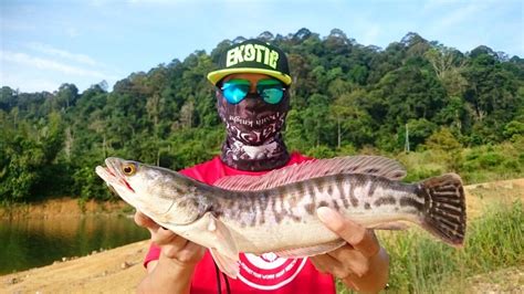 According to a 2014 study by universiti sains malaysia, nine per cent of women in peninsular malaysia who have ever been in a relationship have experienced domestic violence. TEAM.FISH.STALKER TOMAN Snakehead hunting day. (Malaysia ...