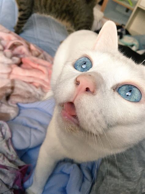 Hunde sind die besten freunde der menschen. Pin von Karen Yates auf せつちゃnn | Süße katzen, Süßeste ...