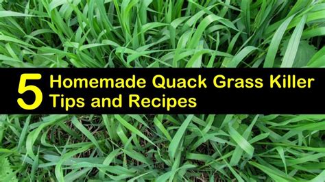 How long will gasoline last? 5 DIY Quack Grass Killer Recipes