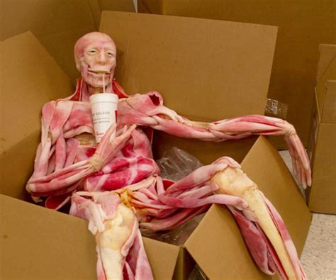 You are beautiful, beautiful people, human art. Cutting Edge Ultra-Real Synthetic Cadavers Are Changing ...