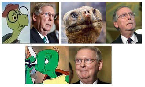 Turtle, mitch mcconnell, and hate: What does Mitch McTurtle have to hide? | TigerDroppings.com