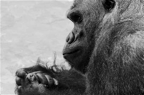 Es ist der höhepunkt ihrer ersten großen auslandsreise: ein intimer Moment Foto & Bild | tiere, zoo, wildpark ...