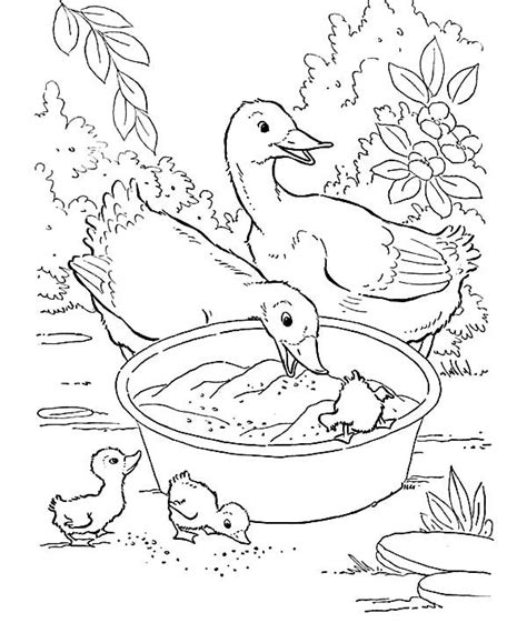 Print free animal coloring pages. Duckling, : Bunch of Duckling Eating from Basin Coloring Page | Farm animal coloring pages ...