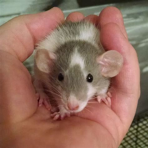 The first thing to do before you attempt to make homemade rat food is research what is good for your rats and what is not. My lovely Paula was once a very cute baby. : RATS